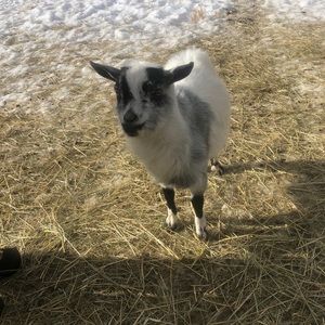 Meet your Posher, Maureen